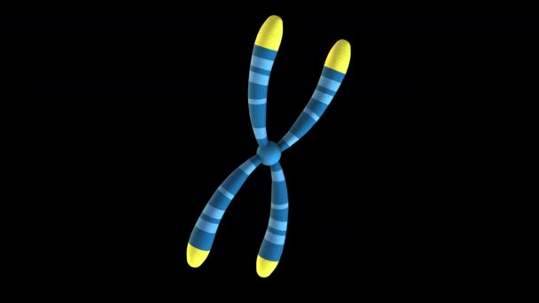 Kromozom Döndürme Siyah Arkaplan Üzerinde Animasyon Modeli — Stok video