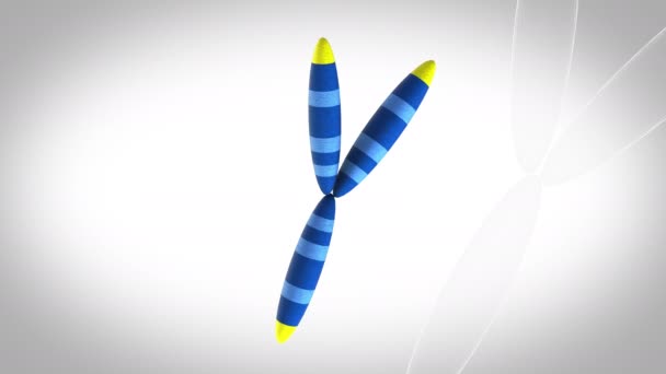 Chromosome Rotação Loop Modelo Animação Fundo Branco — Vídeo de Stock