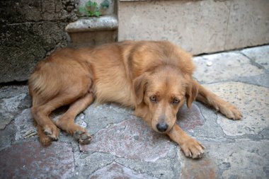 Ambar yolunda yatan bir köpeğin portresi.