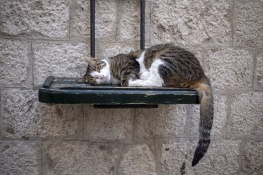 Taş duvara monte edilmiş ahşap bir rafta uyuyan kedi.