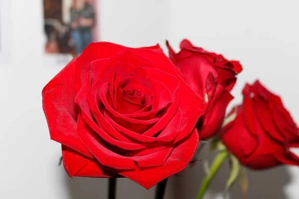 Gran Capullo Rosa Roja Flores Amor — Foto de Stock