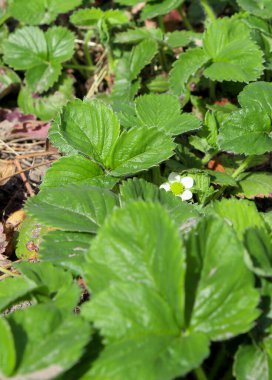 Çilek sezonu yaklaşıyor. Böğürtlenler zaten renk verdi. Şimdi bir çiçek, yaz çileklerinde