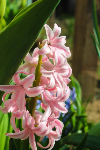 Hyacinths traditional easter flowers, flower background, easter spring background. Close up macro photo, selective focus. Ideal for greeting festive postcard.