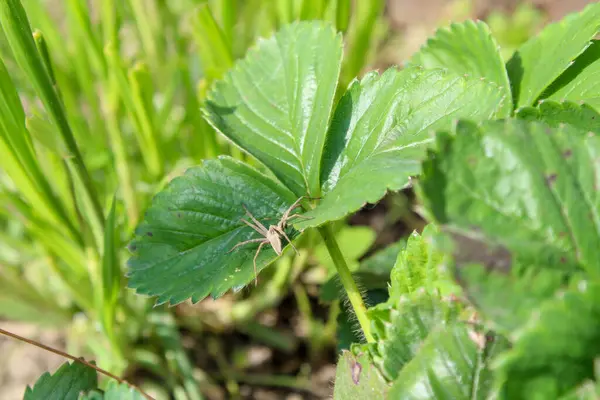 Her şey filizlendi ve canlandı. Örümcek çilek yapraklarının üzerinde oturuyor.