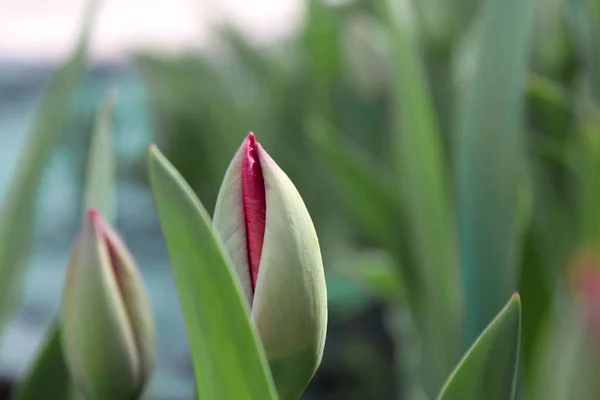 Voorjaarstijd Alles Bloeit Tulpen Gaan Open — Stockfoto