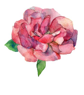 İzole kırmızı ya da pembe Gül çiçek suluboya çizimi