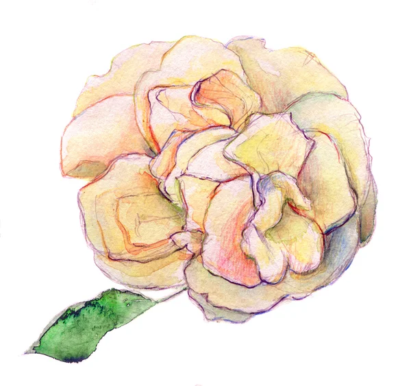 White shade of pink and yellow rose flower - watercolor isolated on  background — Stock Photo, Image