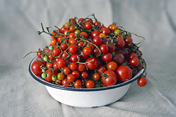 fresh ripe red cherry tomatoes on a white plate, home grown autumn harvest - isolated background - clipping path