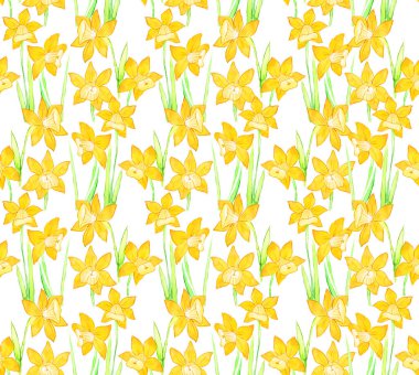 Sarı çiçekli botanik desensiz nergis, beyaz arka planda narsislik. Çiçek tasarımı duvar kağıdı, tekstil illüstrasyonu, iç ve ev dokusu
