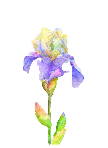 Iris flower, watercolor, isolated on white. isolated working path. — Stock Photo, Image