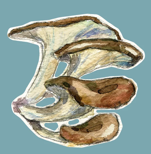 Watercolor oyster mushroom — Stock Photo, Image