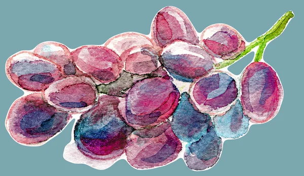 Early purple grape watercolor — Stock Photo, Image