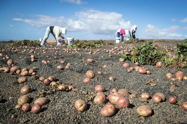 Farmers colecting potatoes