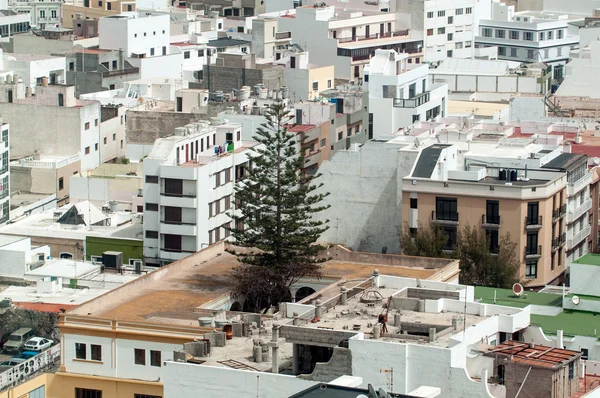Lonely tree between buildings