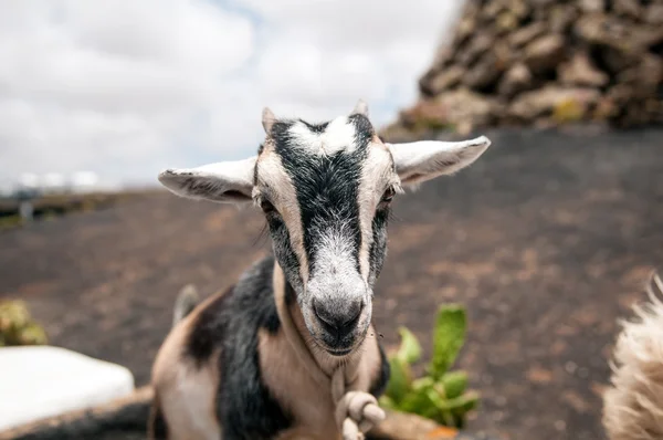 Young goat — Stock Photo, Image