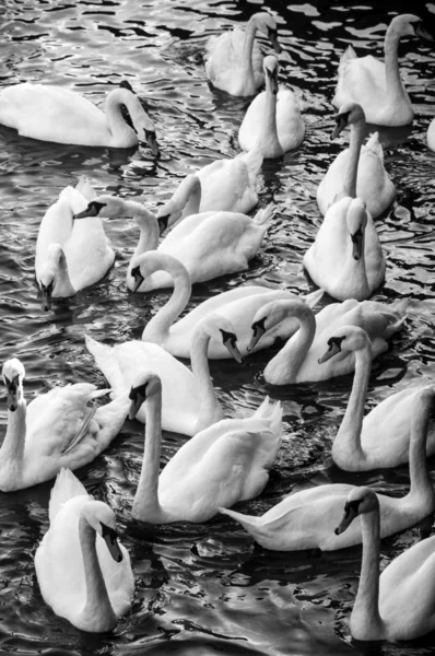 Cygnes sur un lac — Photo