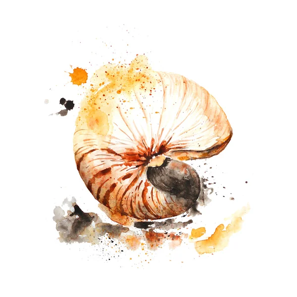 Nautilus shell made in watercolor technique