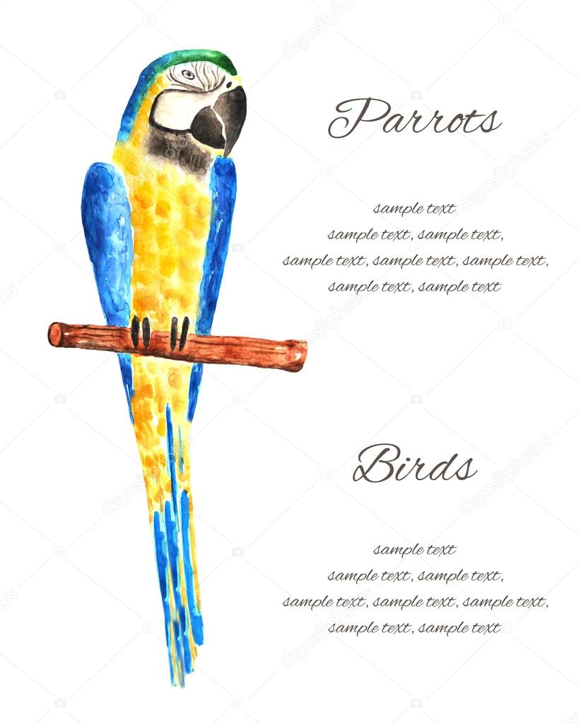 Card, brochure, banner, icon with watercolor macaw parrot on the tree branch with text space