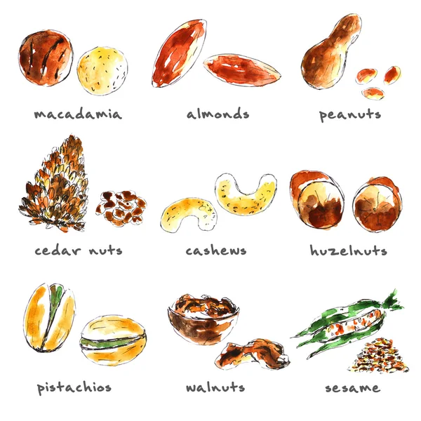 Watercolor sketch nuts collection — 图库照片