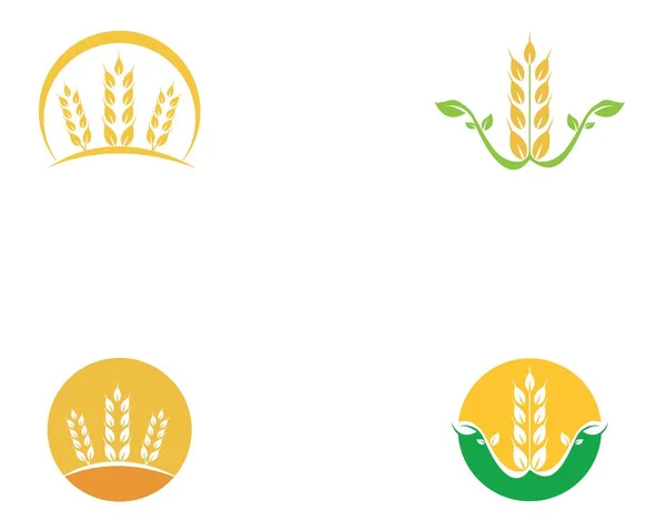 Modelo Vetor Logotipo Trigo — Vetor de Stock