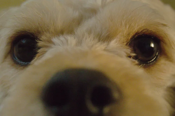 Большие Глаза Белой Собаки — стоковое фото