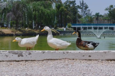 Bir grup ördek dışarıda yürüyor.