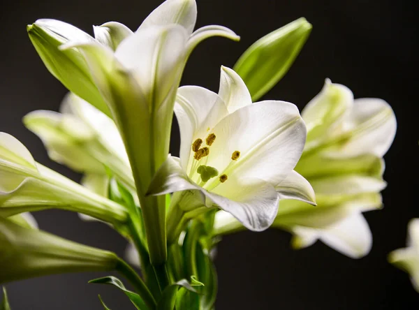 Eine Art Blume Der Name Lilium Hanoi Vietnam — Stockfoto