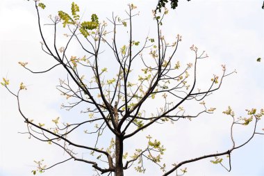 Manzara, yeni izin, kışın, sabah, Hanoi, Vietnam