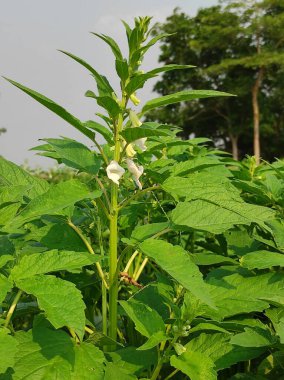 Tarladaki ağaçta susam tohumu çiçeği, yüksek yıllık tropikal bitki susamı.