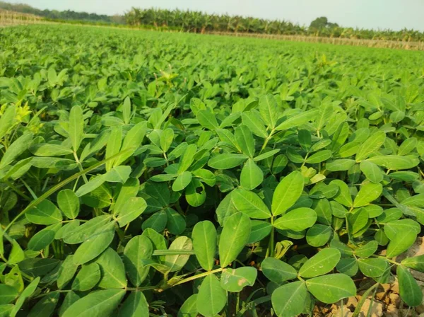 Porca Arquivado Planta Índia — Fotografia de Stock