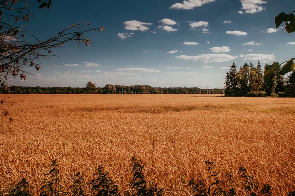 Campo de trigo dorado y cielo azul — Foto de Stock