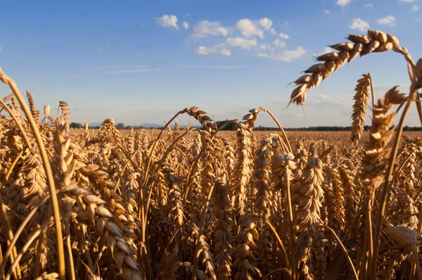 Campo de trigo dourado e céu azul — Fotografia de Stock