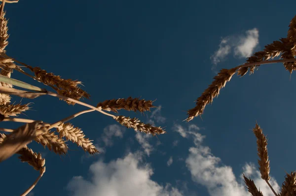 Trigo dorado y cielo azul — Foto de Stock