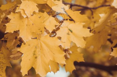 Sonbahar ormanında yapraklar