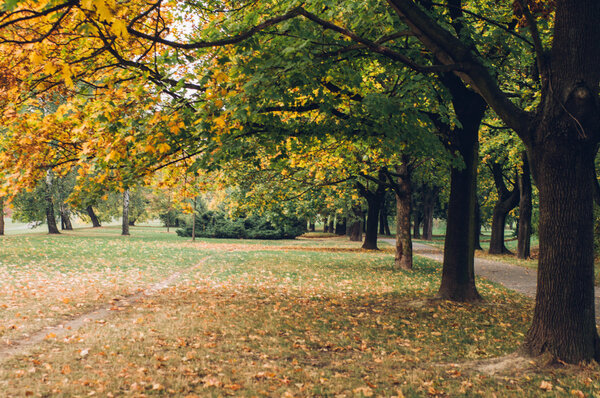 Trees and dry leaves in autumn park