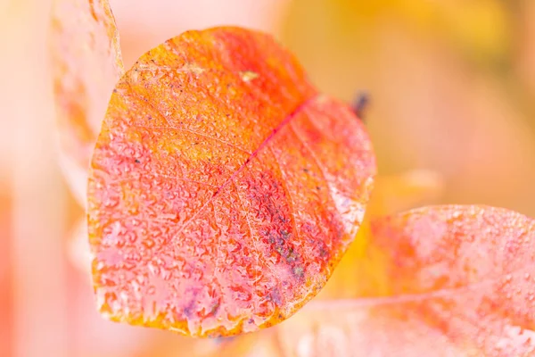 Folha Fumaça Colorida Molhada Euforbia Cotinifolia Outono Após Chuva Folhagem — Fotografia de Stock