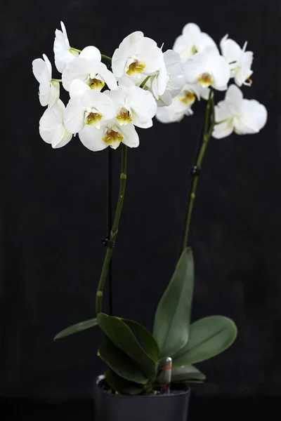 Две ветки белой орхидеи в горшке с автоматическим поливом на черном фоне — стоковое фото