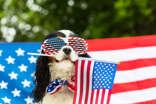 Perro en gafas sostiene bandera americana en sus dientes contra bandera — Foto de Stock