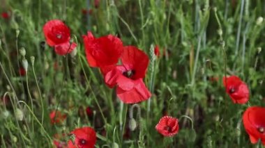 Kırmızıgelincikler rüzgarda savruluyor