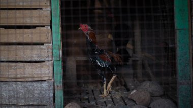 Bahçedeki kırmızı çiçek