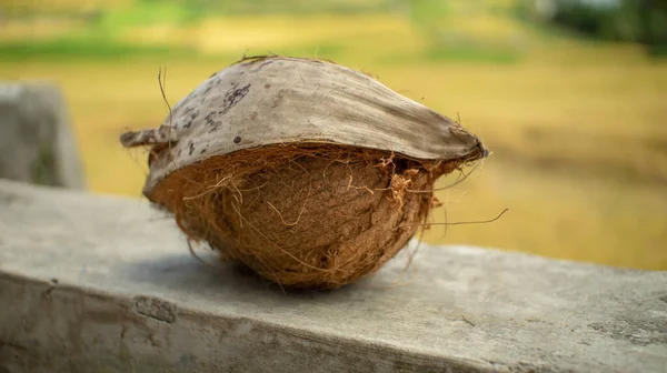 Delvis Skalad Kokosnöt Naturlig — Stockfoto