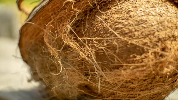 Noix Coco Partiellement Pelée Naturelle — Photo