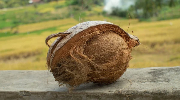 Delvis Skalad Kokosnöt Naturlig — Stockfoto