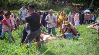 Bu fotoğraf 20 Temmuz 2021 'de İslami Kurban Bayramı' nda çekildi. Fotoğrafın yeri Batı Sumatra 'da bir köyde, yeşil alanda.. 