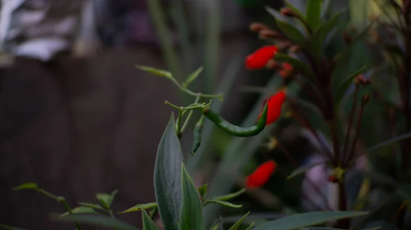 Red Flowers Haven Bloomed Garden — ストック写真