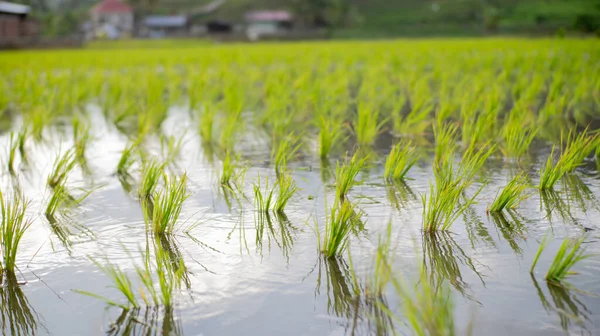 Rice Natural Natural Rice Fields — ストック写真