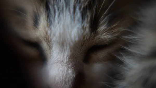 Photo Taken Padang Indonesia June 2021 Photo Cute Kittens Playing — Stock Photo, Image