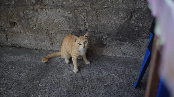 Foto Foi Tirada Padang Indonésia Junho 2021 Foto Gatinhos Bonitos — Fotografia de Stock