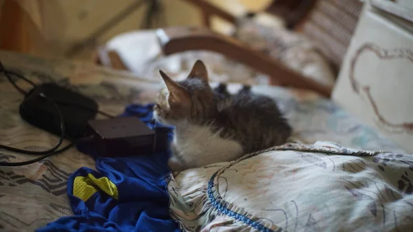 Photo Taken Padang Indonesia June 2021 Photo Cute Kittens Playing — Stock Photo, Image