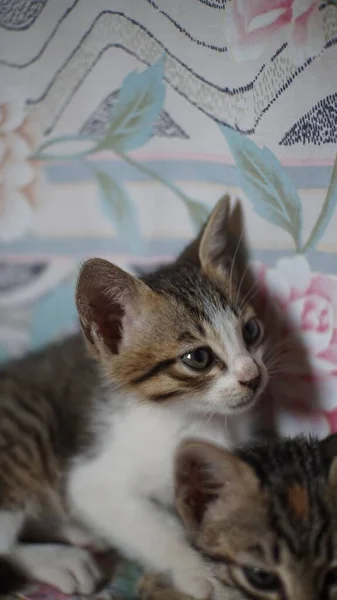 Photo Taken Padang Indonesia June 2021 Photo Cute Kittens Playing — Stock Photo, Image